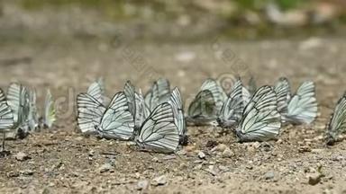 在山区，一群有青色翅膀的蝴蝶在地上爬行，<strong>吸收营养</strong>